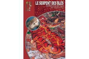 Le Serpent des Blés - Pantherophis guttatus Guide Reptilmag